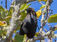 Q0I7373c  Rusty Blackbird (Euphagus carolinus) - fall/winter male